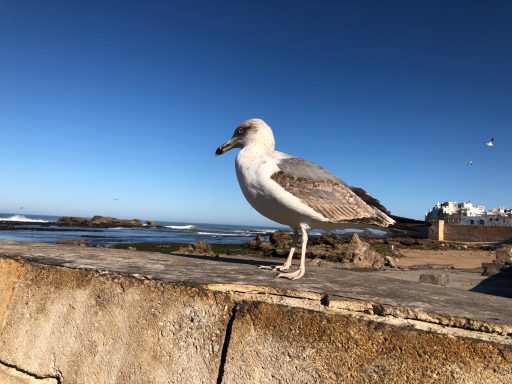 Seagull standing on a stone wall against a clear blue sky and ocean backdrop.