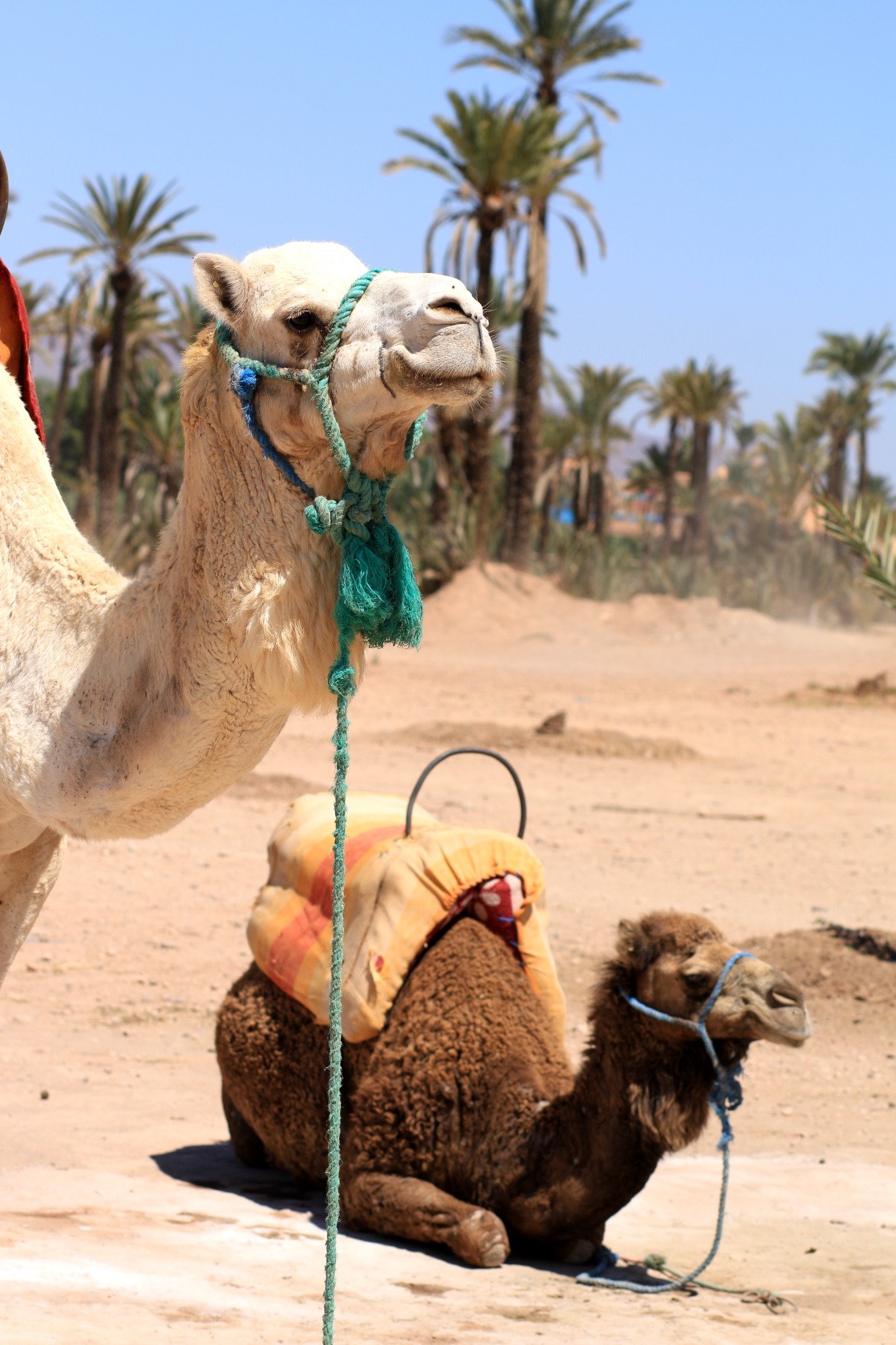 A camel standing beside a seated young camel in a desert landscape.