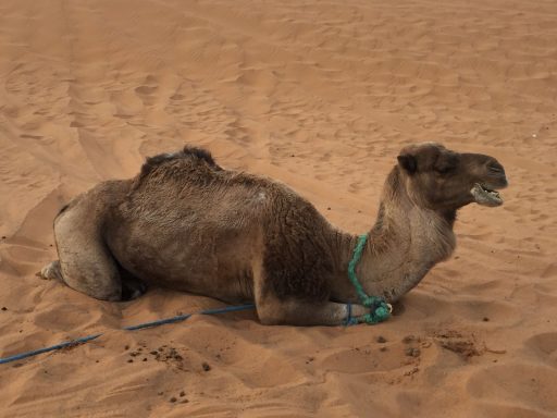 A camel resting on sandy desert ground with a green harness.