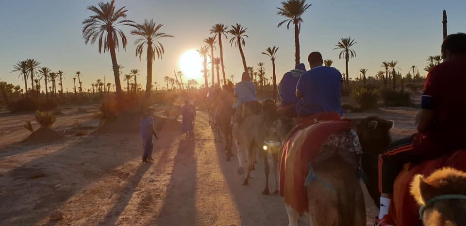 Camels walking through a desert at sunset, with silhouetted palm trees in the background.